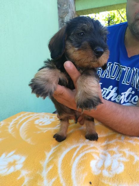 Căutăm un nou stăpân - CAINI TECKEL CU PAR SIRMOS- dachshund wire haired standard 2013