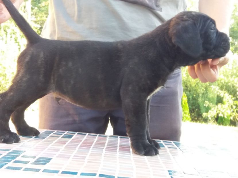  - 4 Cane Corso Cuibul H