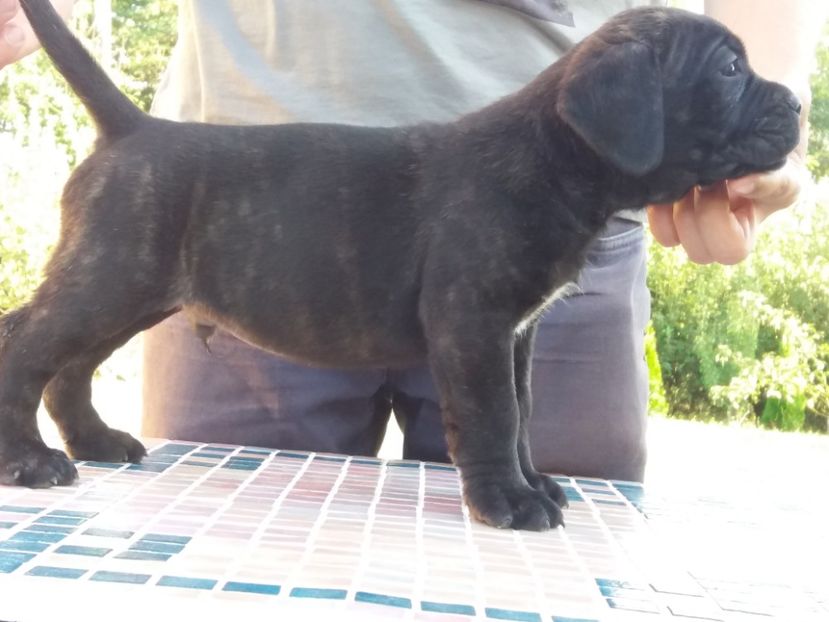  - 4 Cane Corso Cuibul H