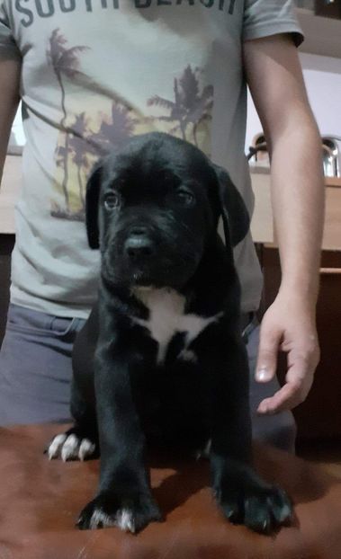 received_480469366137613 - 4 Cane Corso Cuibul H