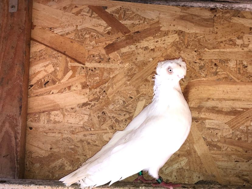 mascul  2013 - Voliera numărul 4