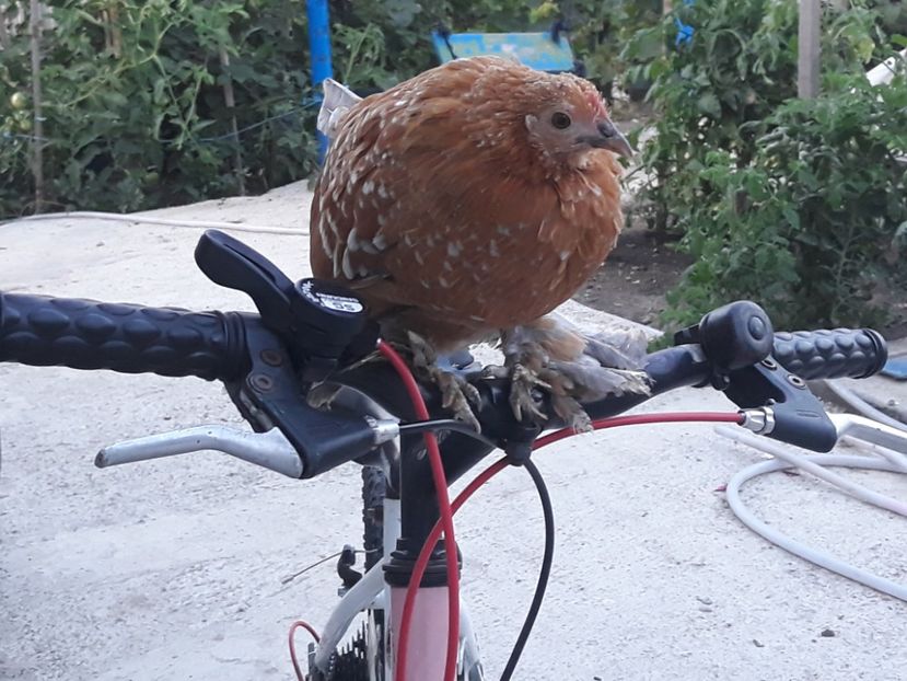  - Sectiunea 1A-Gaini mii de flori -oua si puisori!