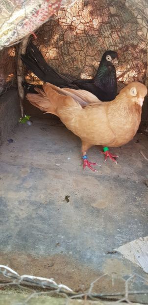 20190819_101600-1 - Perechi