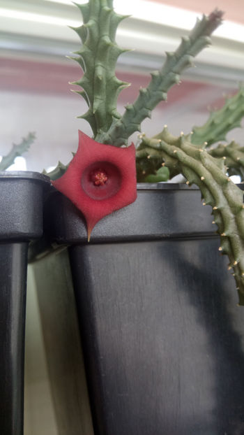 10.09.2019 - Huernia schneideriana