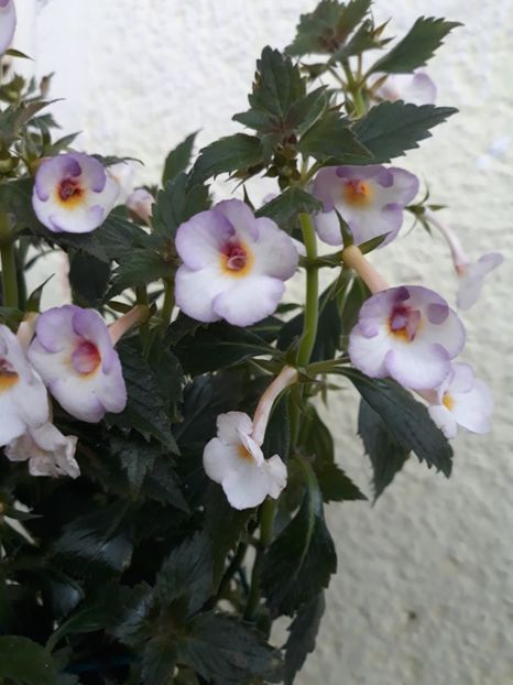  - R20 - Mesange Blanche