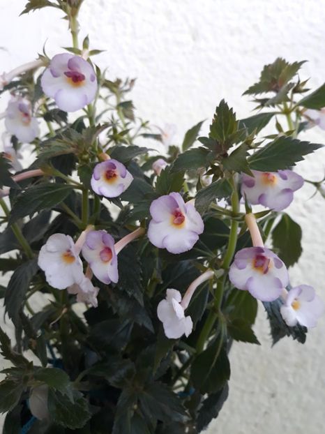  - R20 - Mesange Blanche