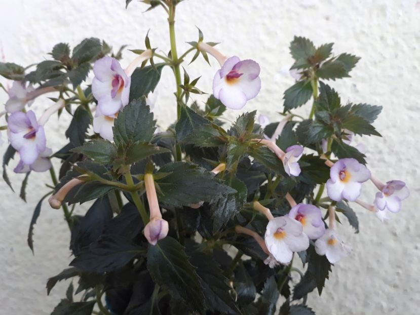  - R20 - Mesange Blanche