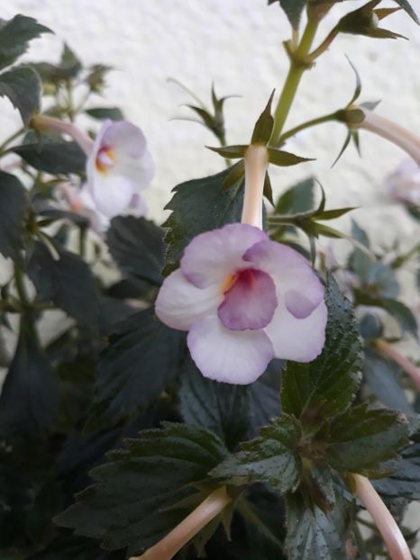  - R20 - Mesange Blanche