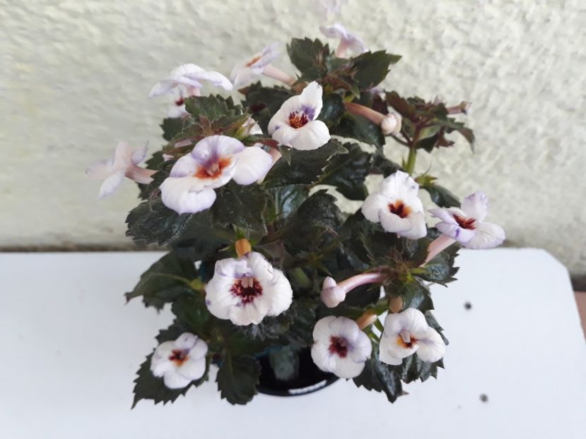 2019 - R 21 - Argentina