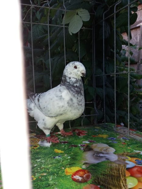 Racingnick - Vânduți 2019 2020