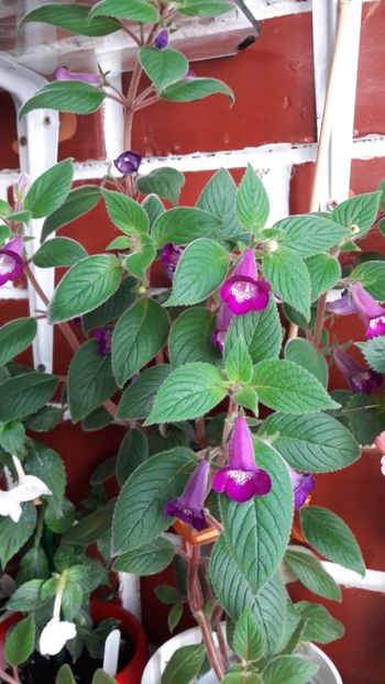  - ultima sedinta foto 2019