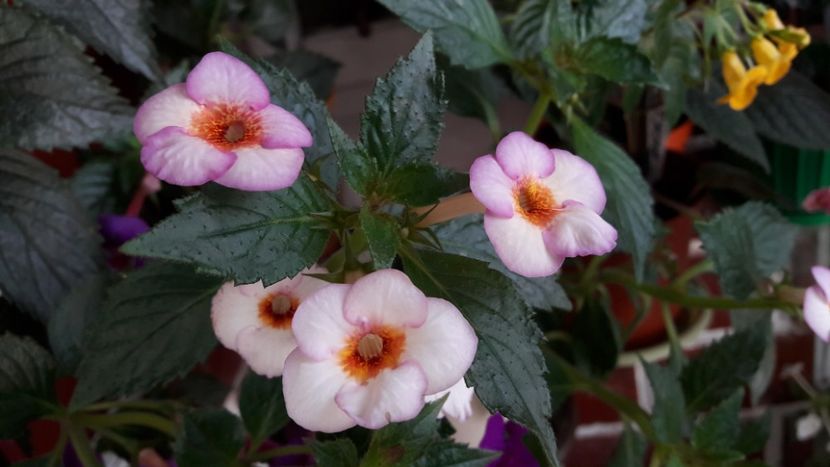  - ultima sedinta foto 2019