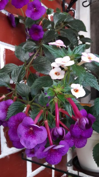  - ultima sedinta foto 2019