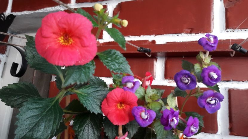  - ultima sedinta foto 2019