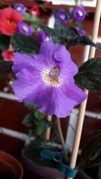  - ultima sedinta foto 2019