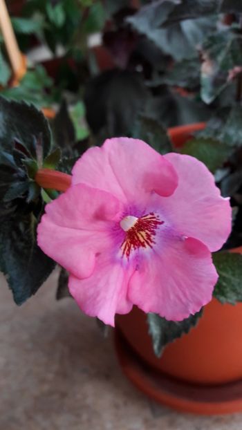  - ultima sedinta foto 2019