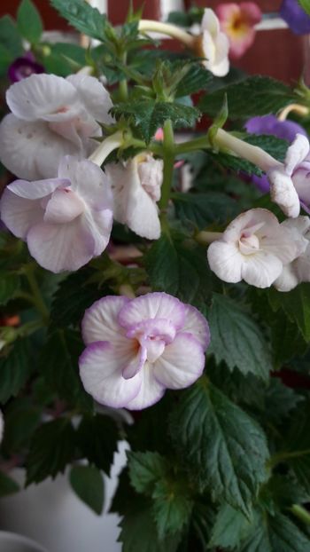  - ultima sedinta foto 2019