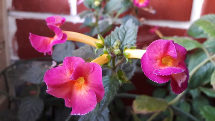  - ultima sedinta foto 2019