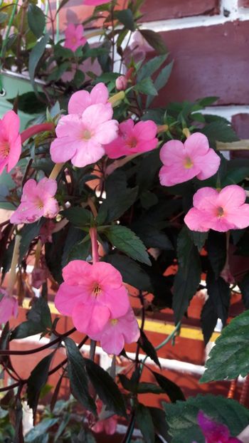  - ultima sedinta foto 2019