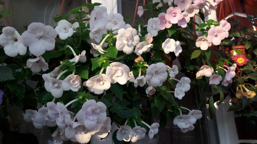  - ultima sedinta foto 2019