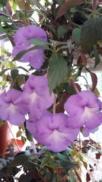  - ultima sedinta foto 2019