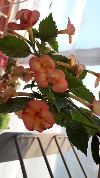  - ultima sedinta foto 2019