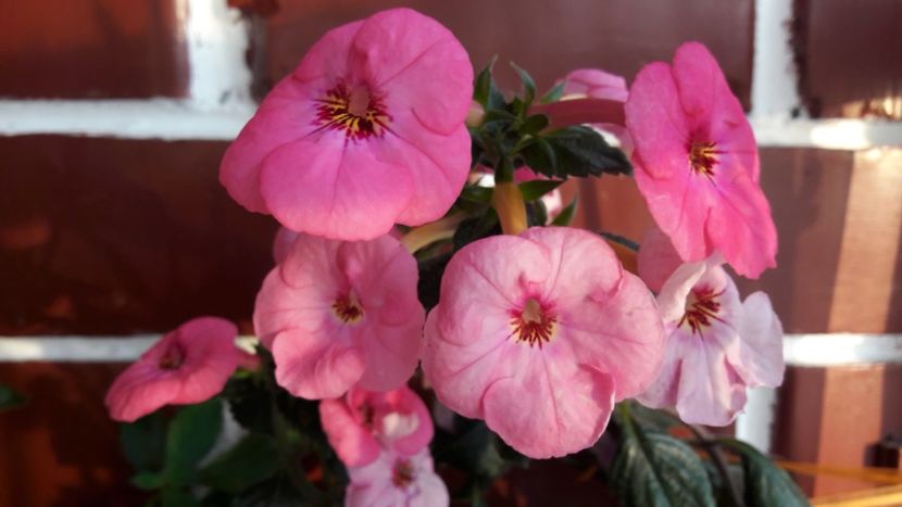  - ultima sedinta foto 2019