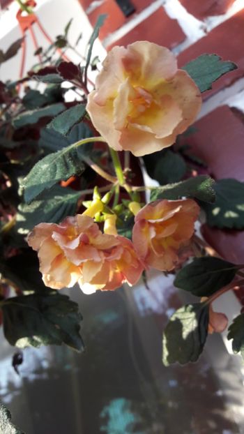  - ultima sedinta foto 2019