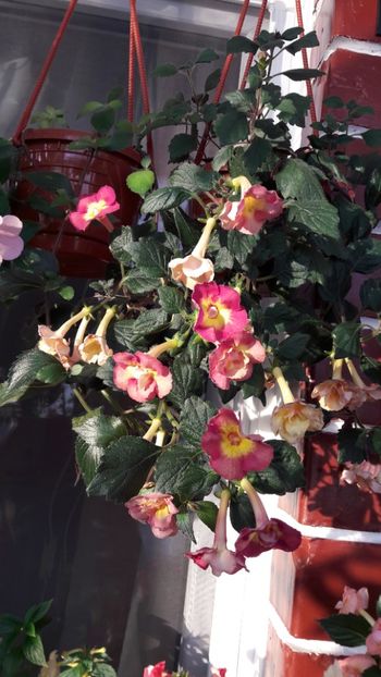  - ultima sedinta foto 2019