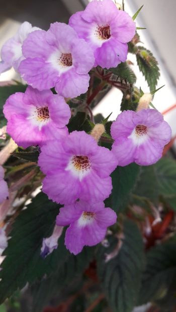  - ultima sedinta foto 2019