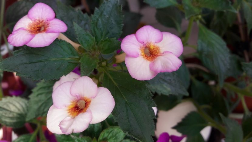  - ultima sedinta foto 2019