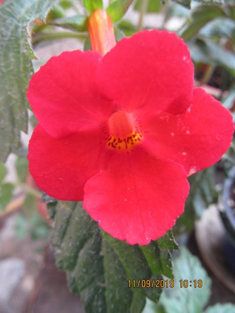 Judith (rosu sange) - ACHIMENES 2020 - VANZARI HIBRIZI