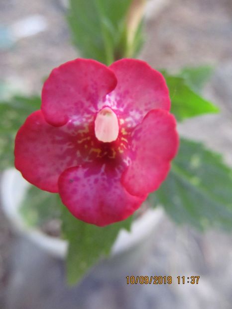 Petite Marquise - ACHIMENES 2020 - VANZARI HIBRIZI