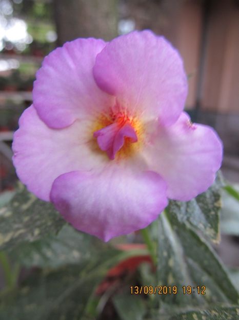 Mesange Blanche - ACHIMENES 2020 - VANZARI HIBRIZI