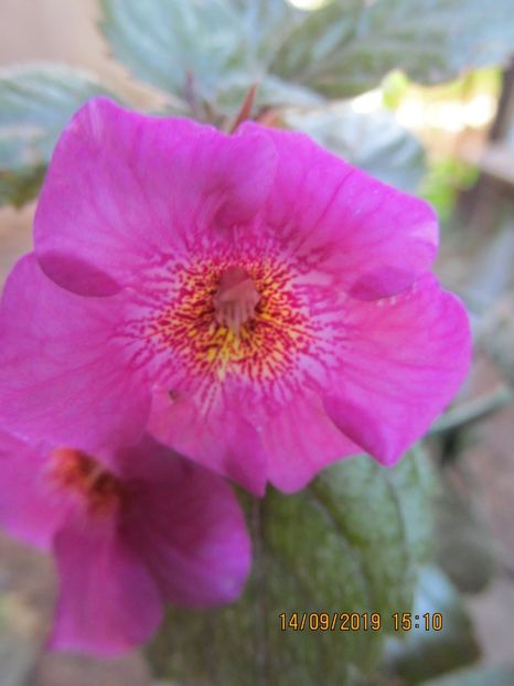 RF's Victoria - ACHIMENES 2020 - VANZARI HIBRIZI