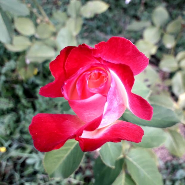  - TRANDAFIRI_2019_2020_2024