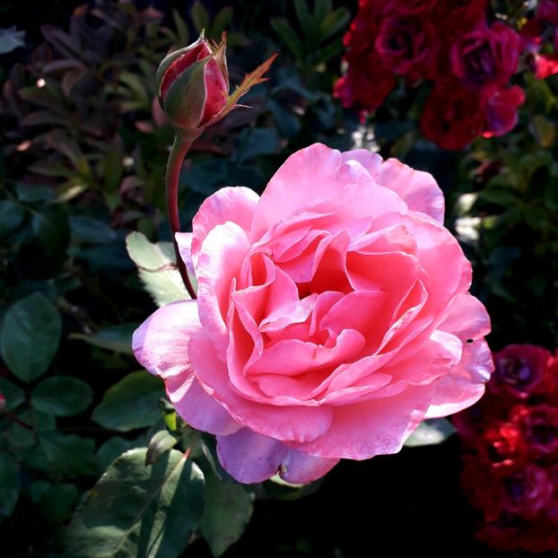  - TRANDAFIRI_2019_2020_2024