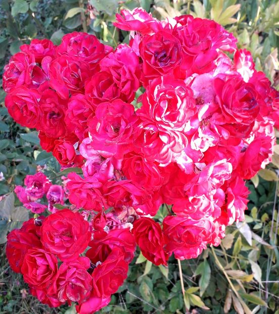  - TRANDAFIRI_2019_2020_2024