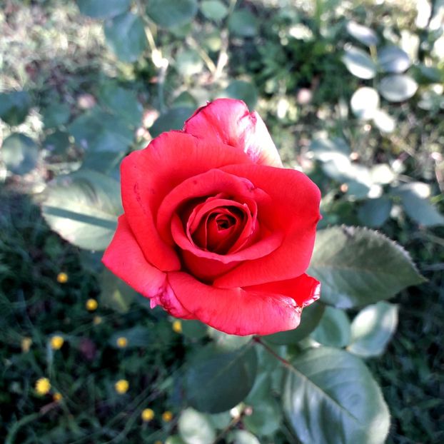  - TRANDAFIRI_2019_2020_2024