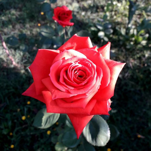  - TRANDAFIRI_2019_2020_2024