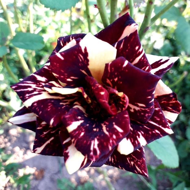  - TRANDAFIRI_2019_2020_2024