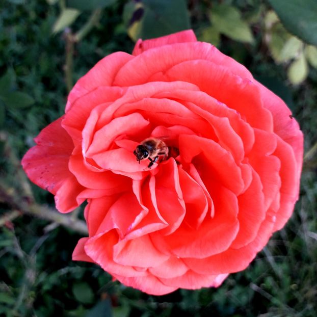  - TRANDAFIRI_2019_2020_2024