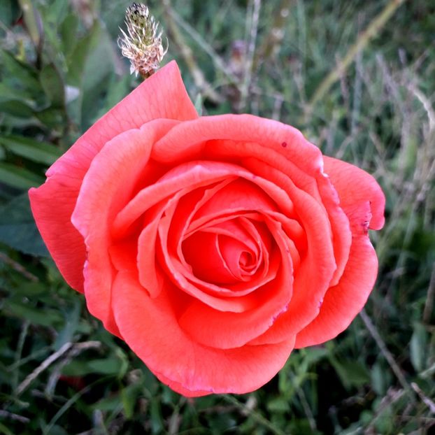  - TRANDAFIRI_2019_2020_2024