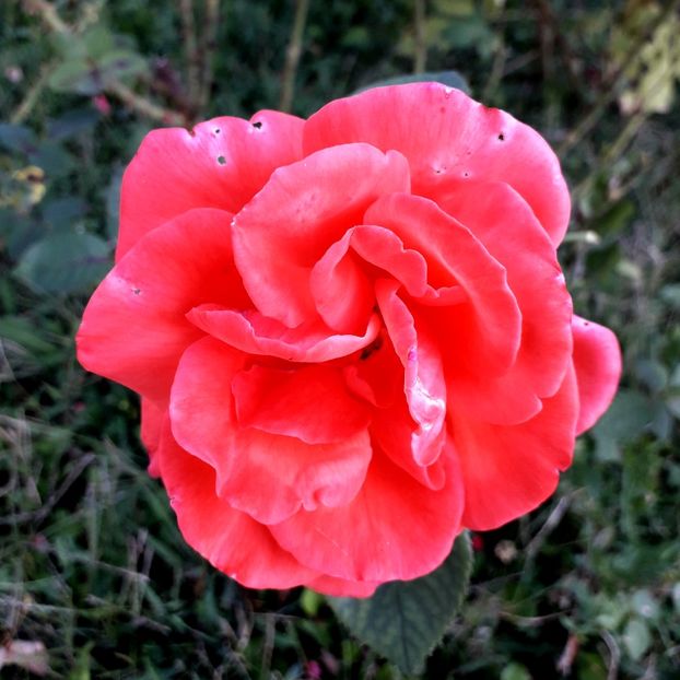  - TRANDAFIRI_2019_2020_2024