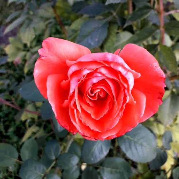  - TRANDAFIRI_2019_2020_2024