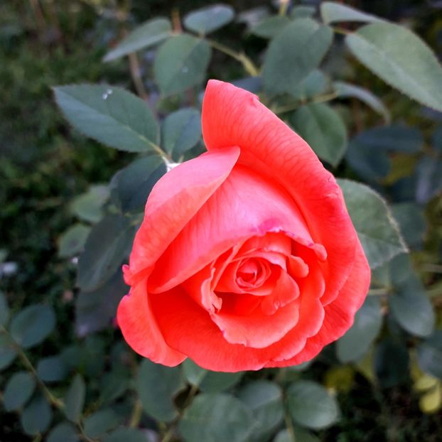  - TRANDAFIRI_2019_2020_2024