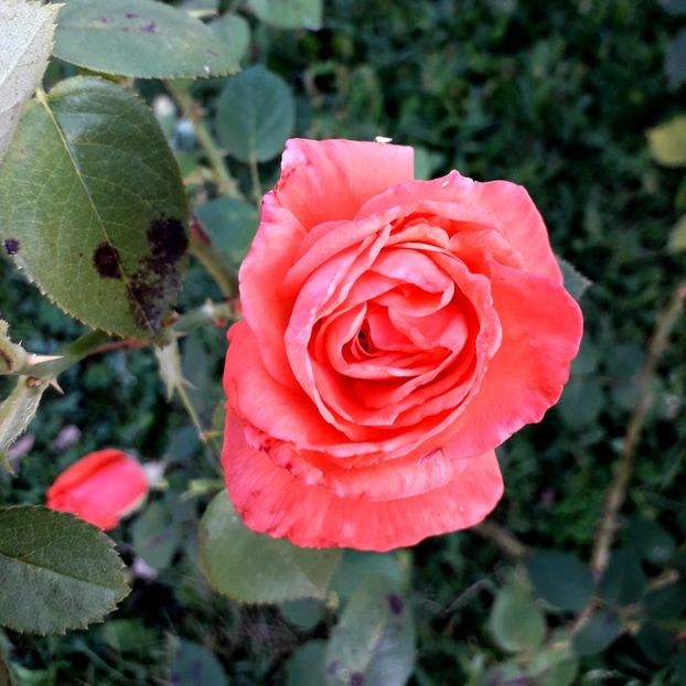  - TRANDAFIRI_2019_2020_2024