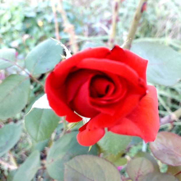  - TRANDAFIRI_2019_2020_2024