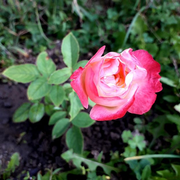  - TRANDAFIRI_2019_2020_2024