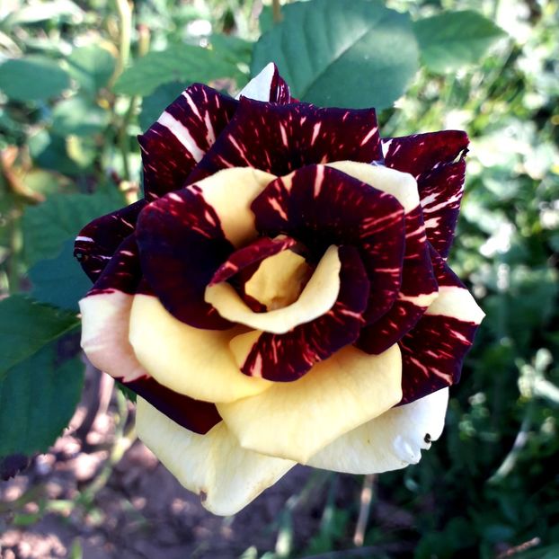  - TRANDAFIRI_2019_2020_2024